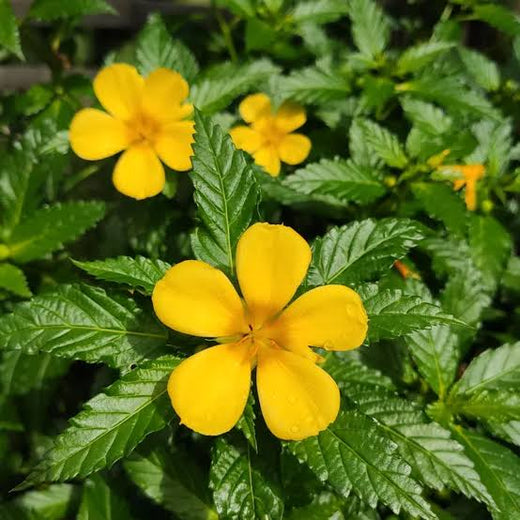 Damiana